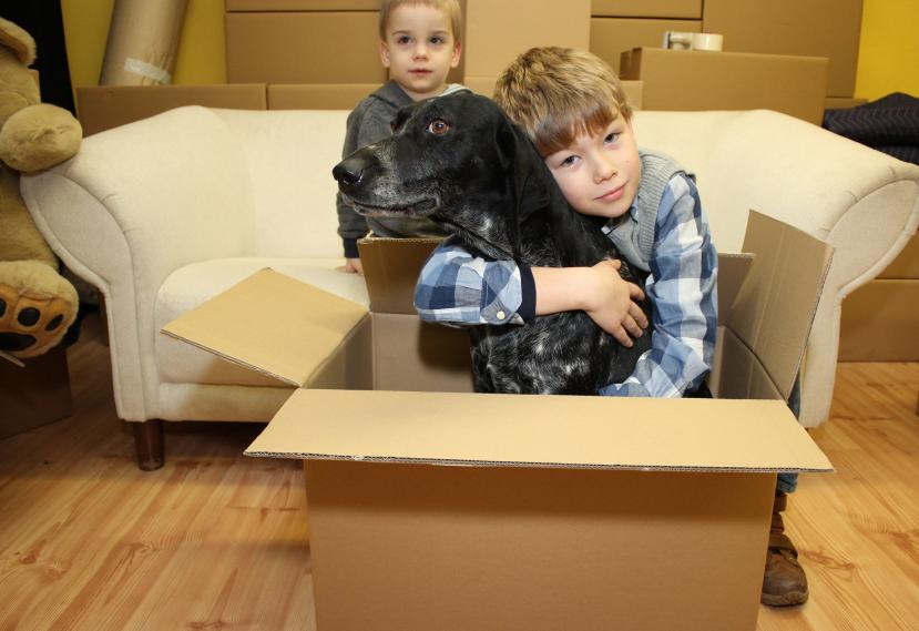 Pet transportation